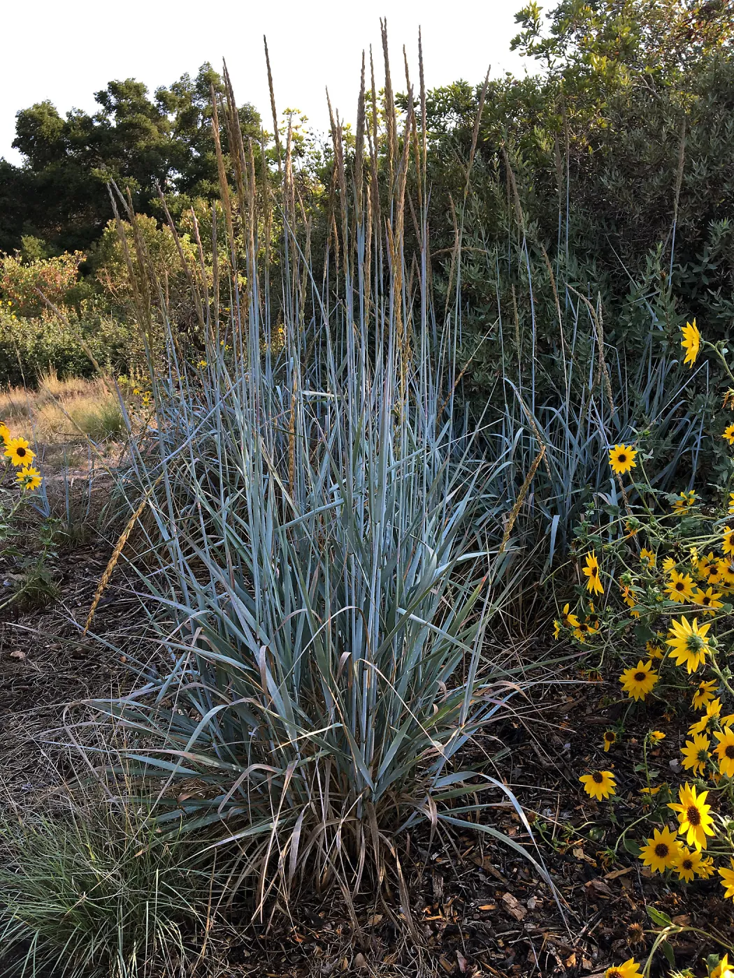 Leymus Canyon Prince