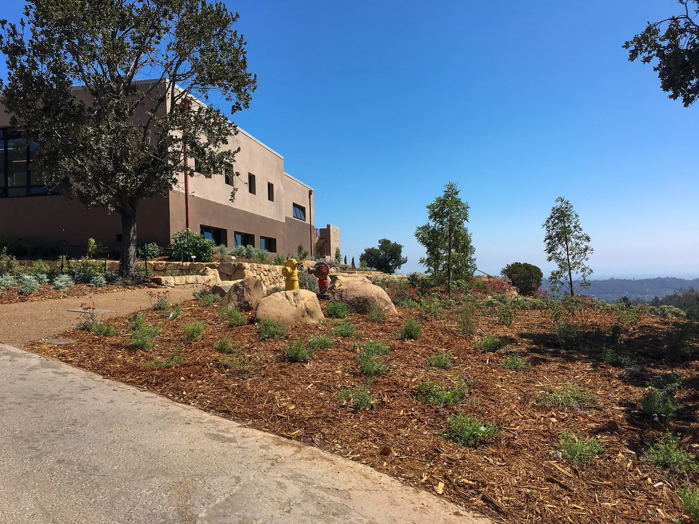 Newly planted landscape at entry walk to Conservation Center