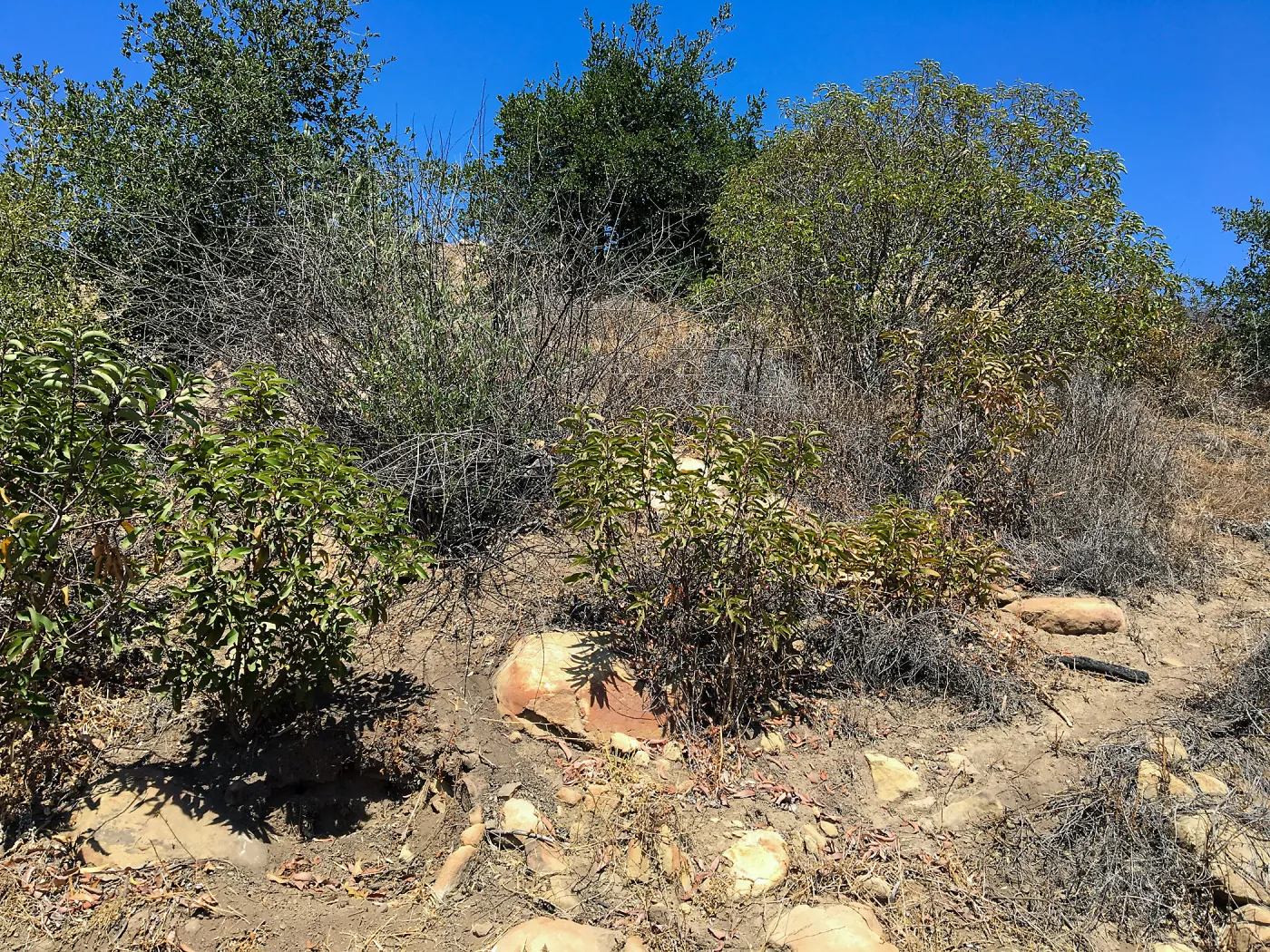 Slope west of Island View Garden before clearing