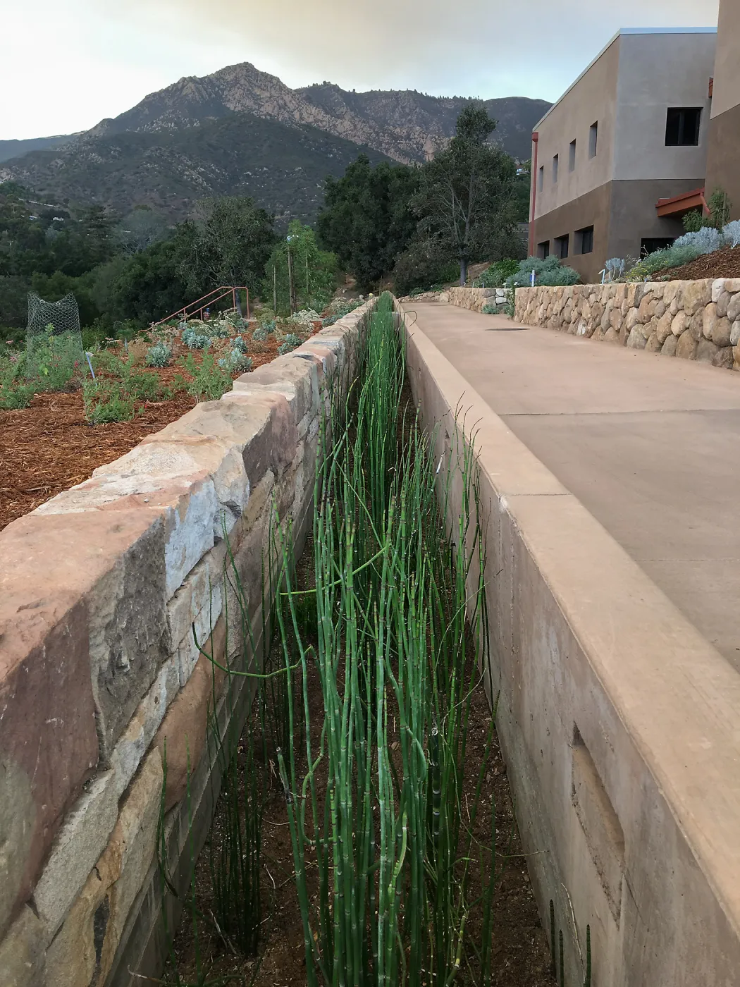 Equisetum in rill at the Pritzlaff Conservation Center