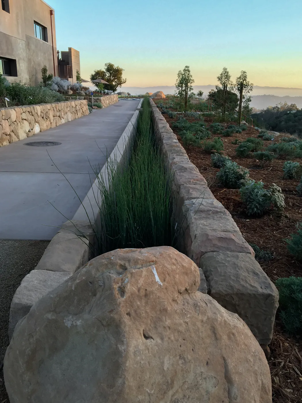 Equisetum rill at the Island View Garden