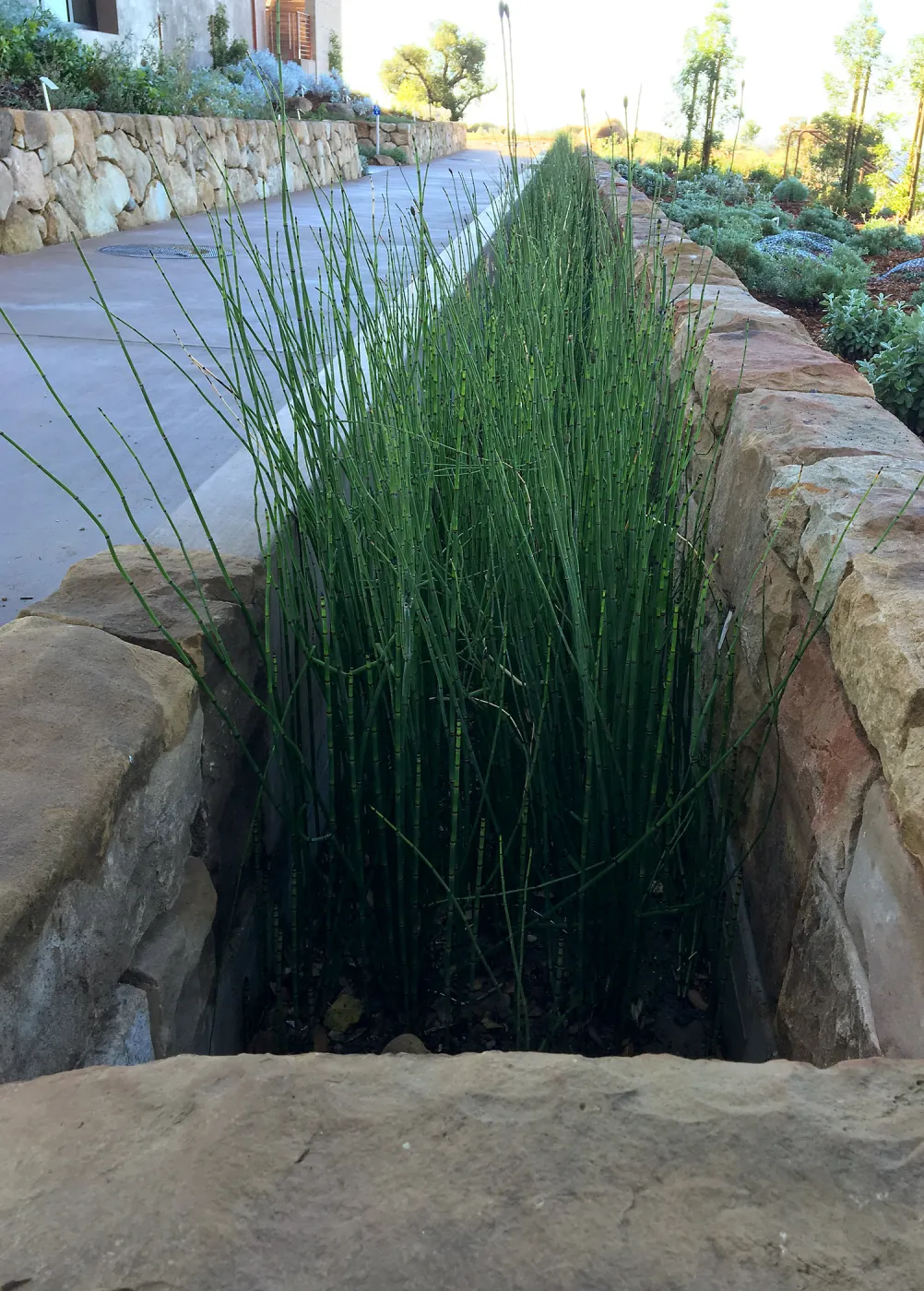 Equisetum rill at the Island View Garden