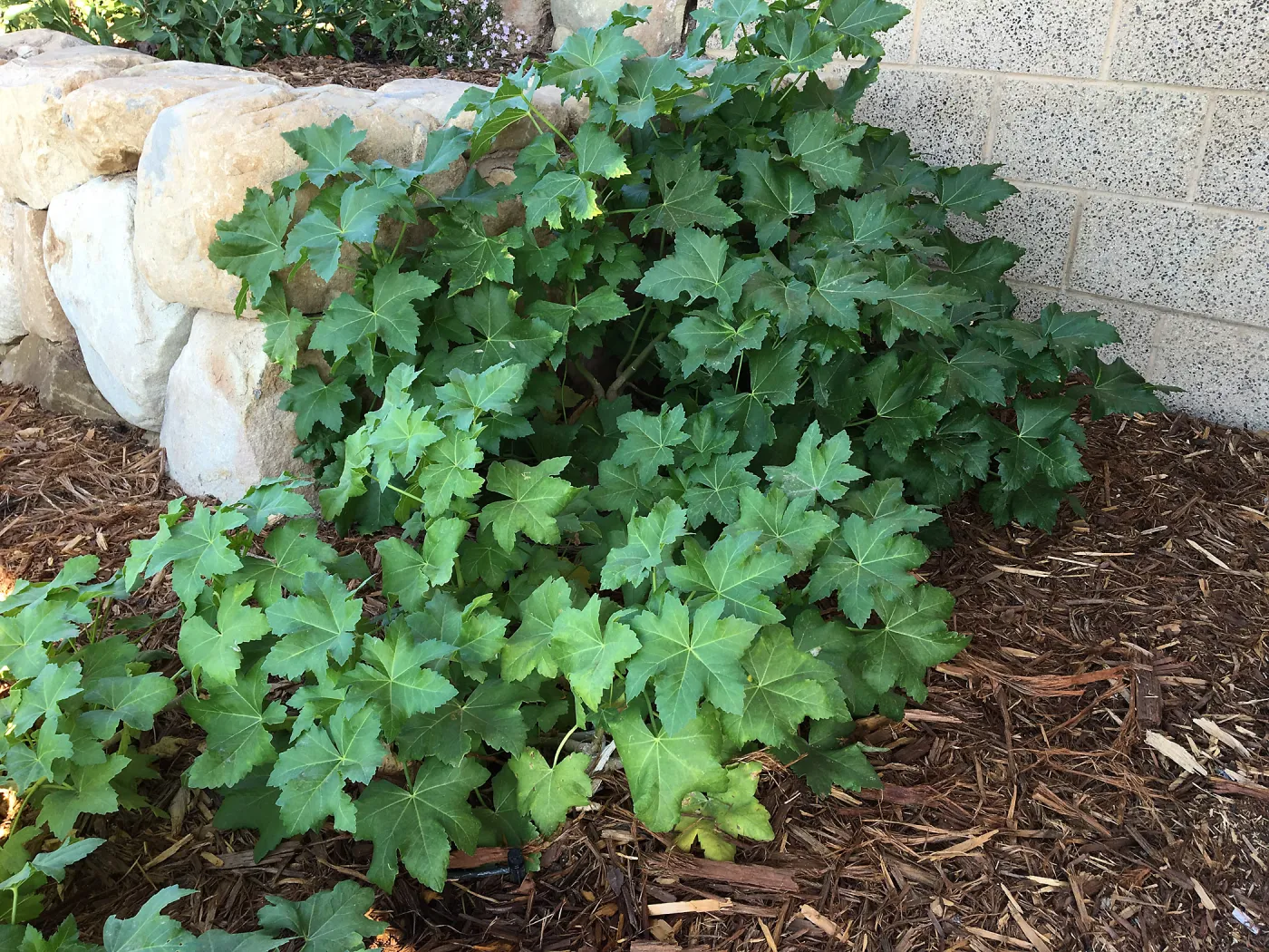 Malva Purissima in the Island View Garden