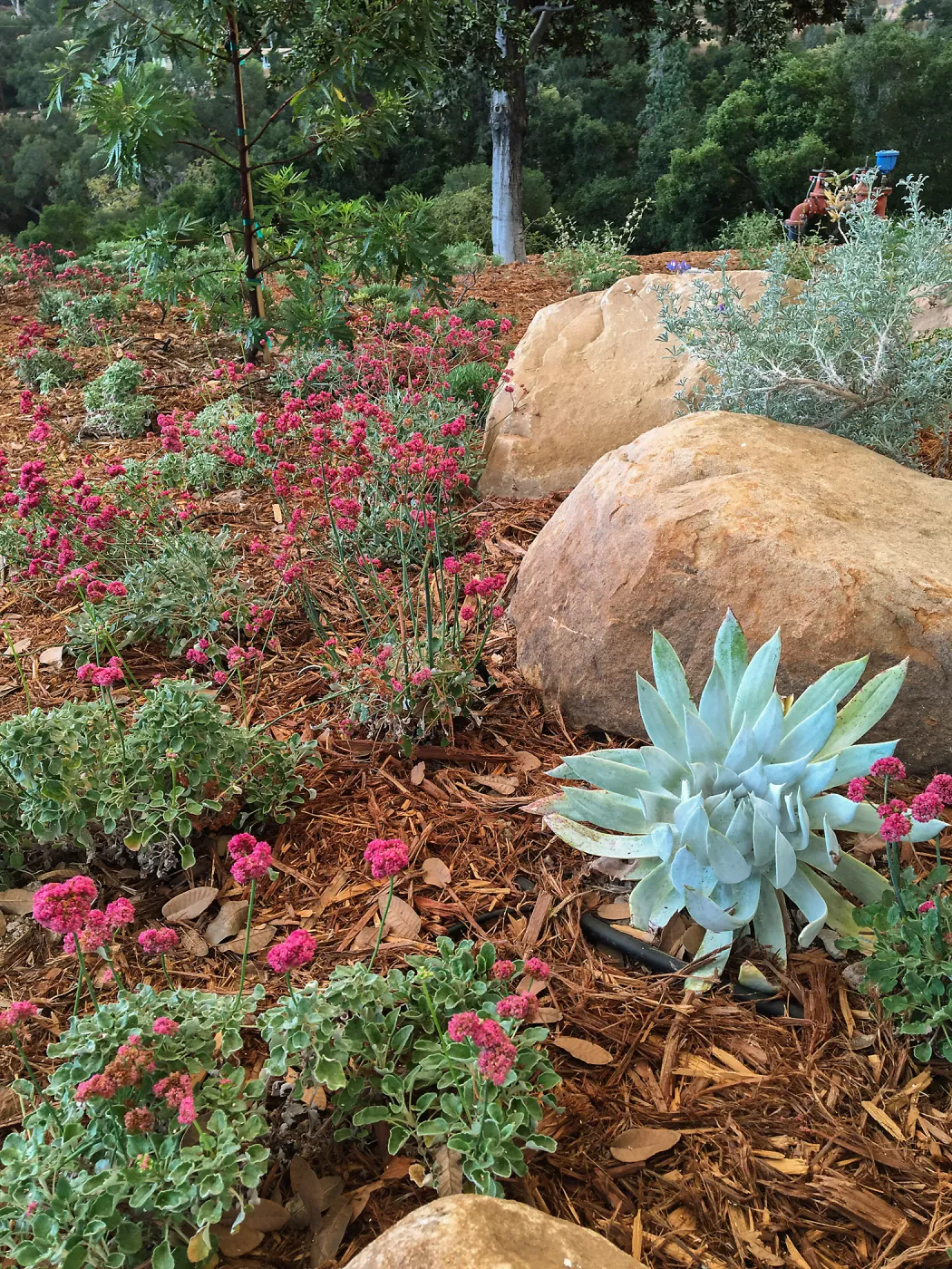 Dudleya brittonii and Eriogonum grande rubescens at the Island View Garden