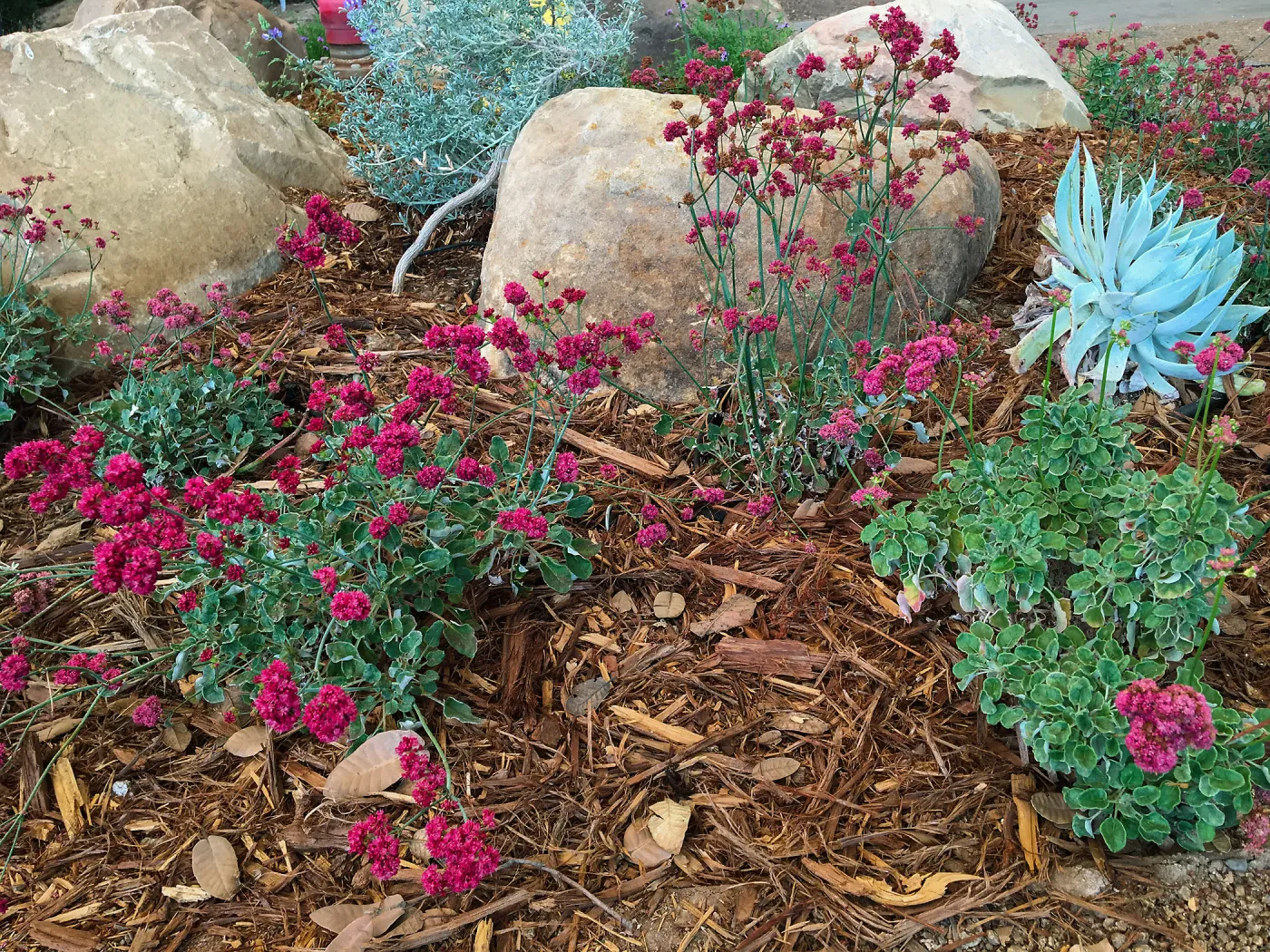 Dudleya brittonii and Eriogonum grande rubescens at the Island View Garden