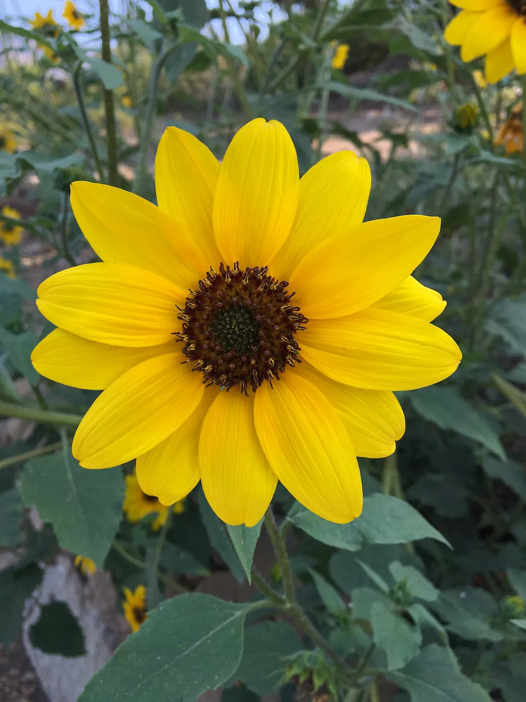 Encelia californica