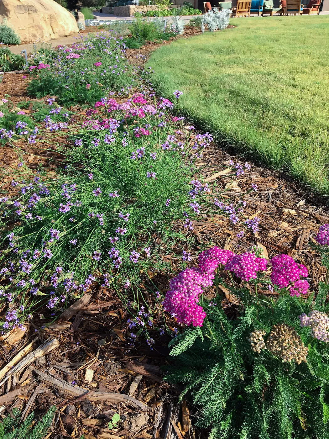Achillea Island Pink at the Island View Garden