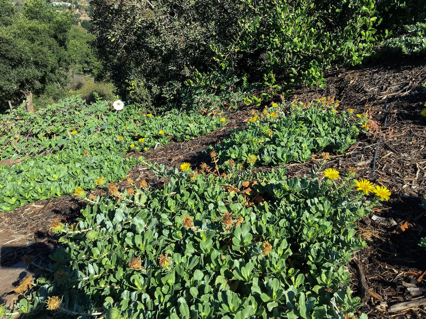 Grindelia Rays Carpet at the Island View Garden