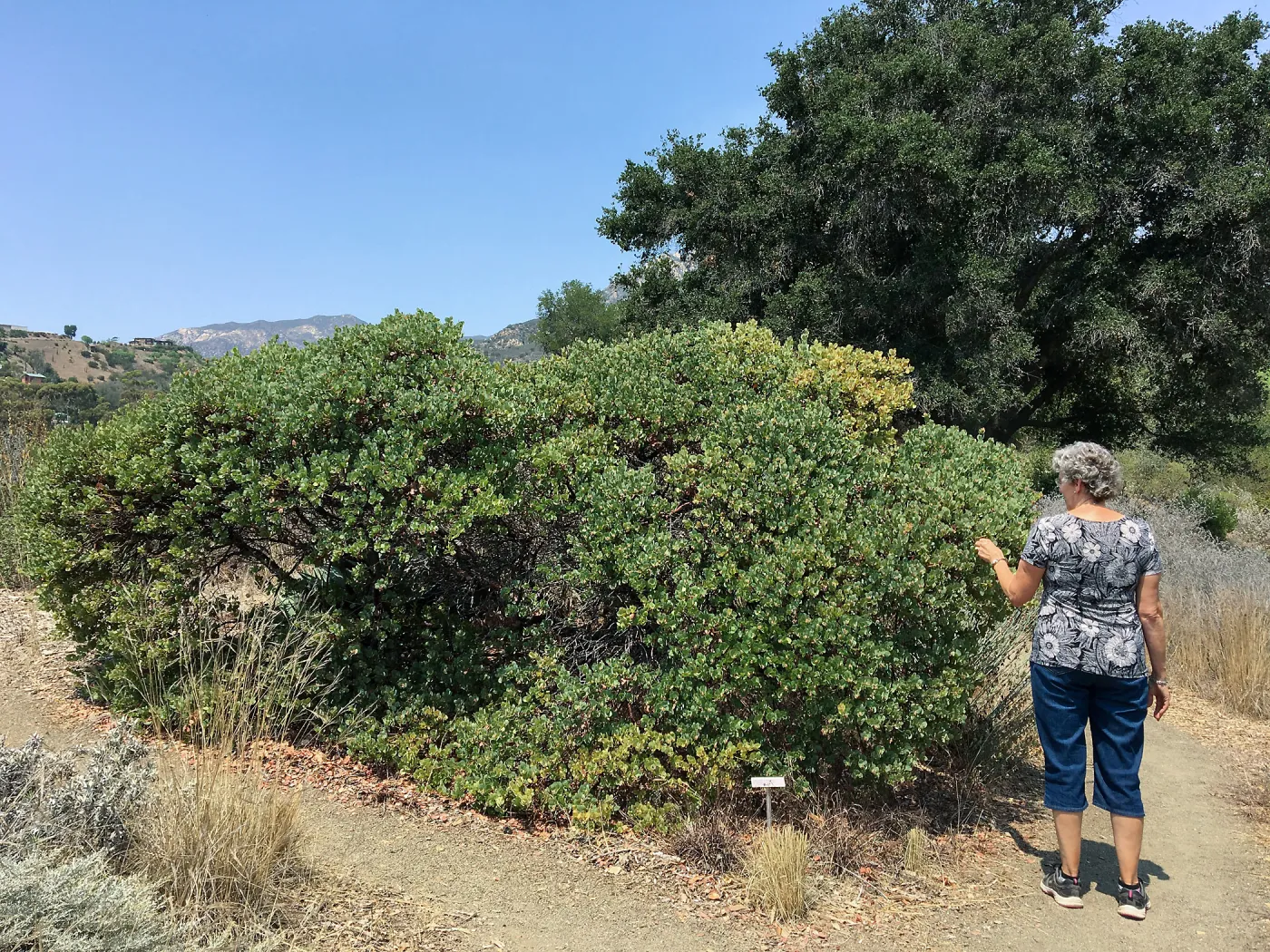 Arctostaphylos Canyon Blush on Porter Trail with Ingrid Kaper