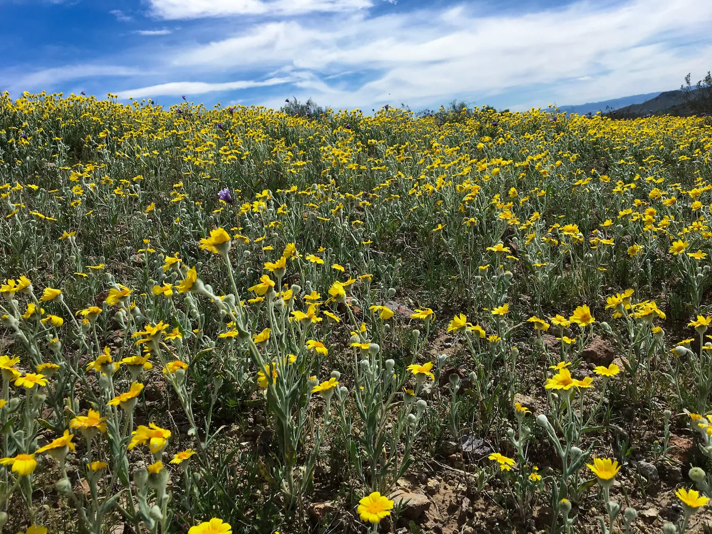 Monolopia lanceolata wildflowers along Mojave-Tropico Rd in Kern County
