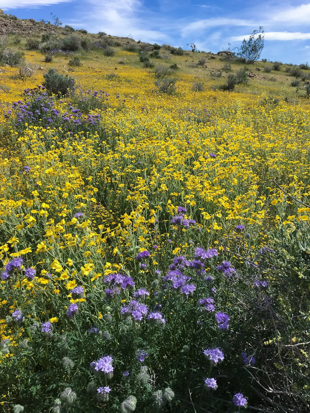 Monolopia lanceolata wildflowers along Mojave-Tropico Rd in Kern County