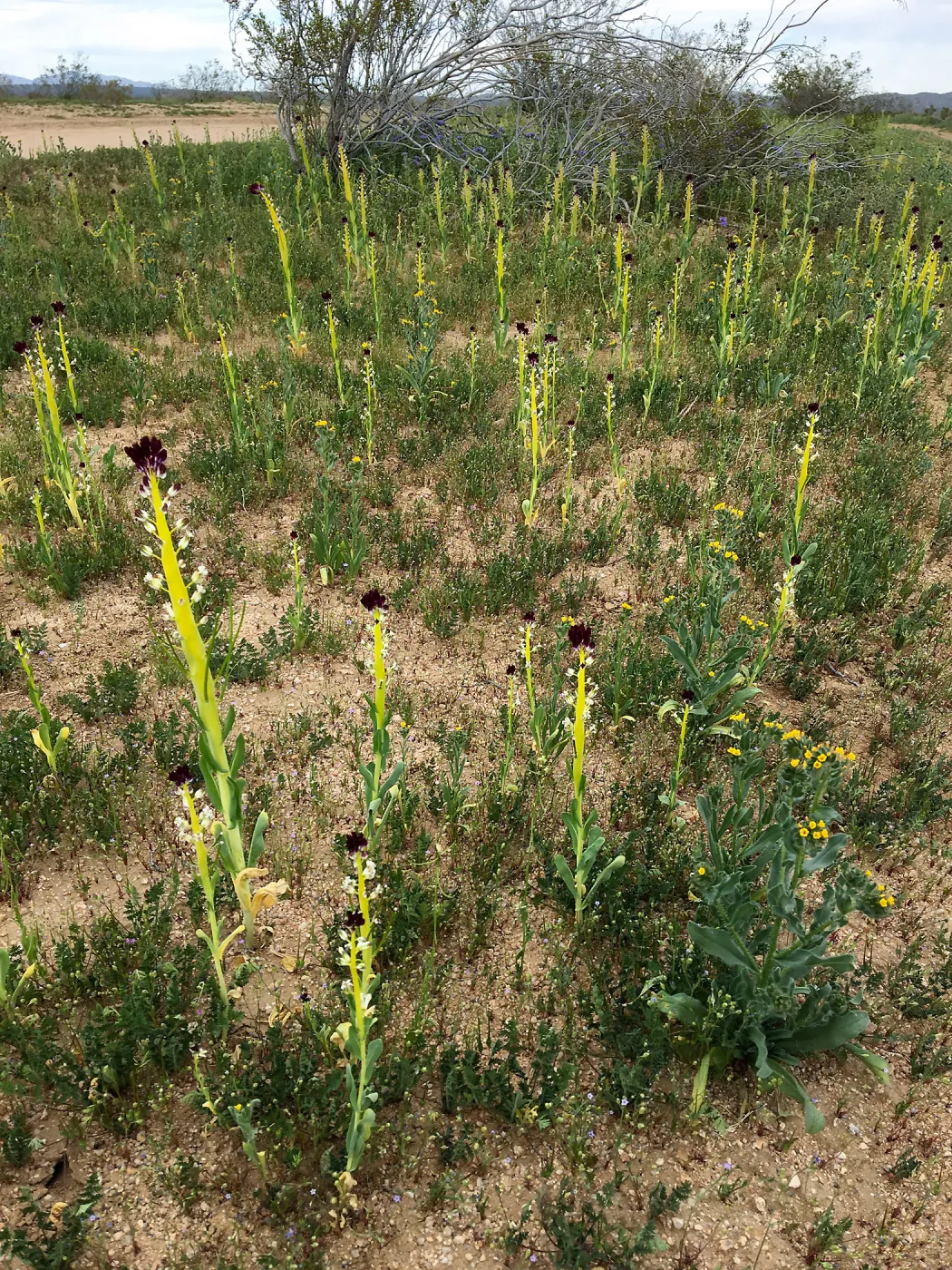 Field of Caulanthus californicus wildflowers along Randsburg-Mojave Rd Kern County