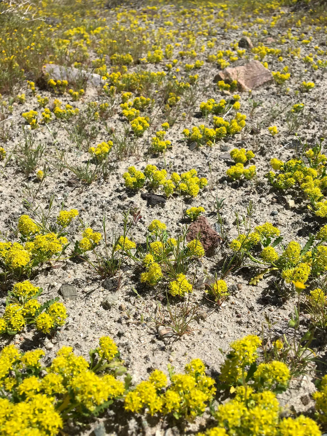 Lepidium flavum var. flavum, Red Rock Canyon Kern county