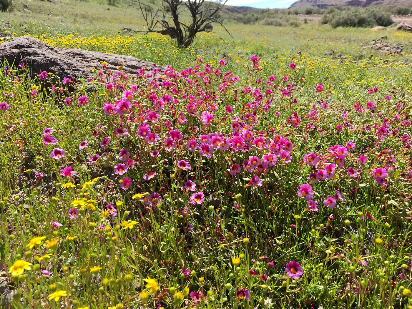 Diplacus bigelovii, Red Rock Canyon, Kern county