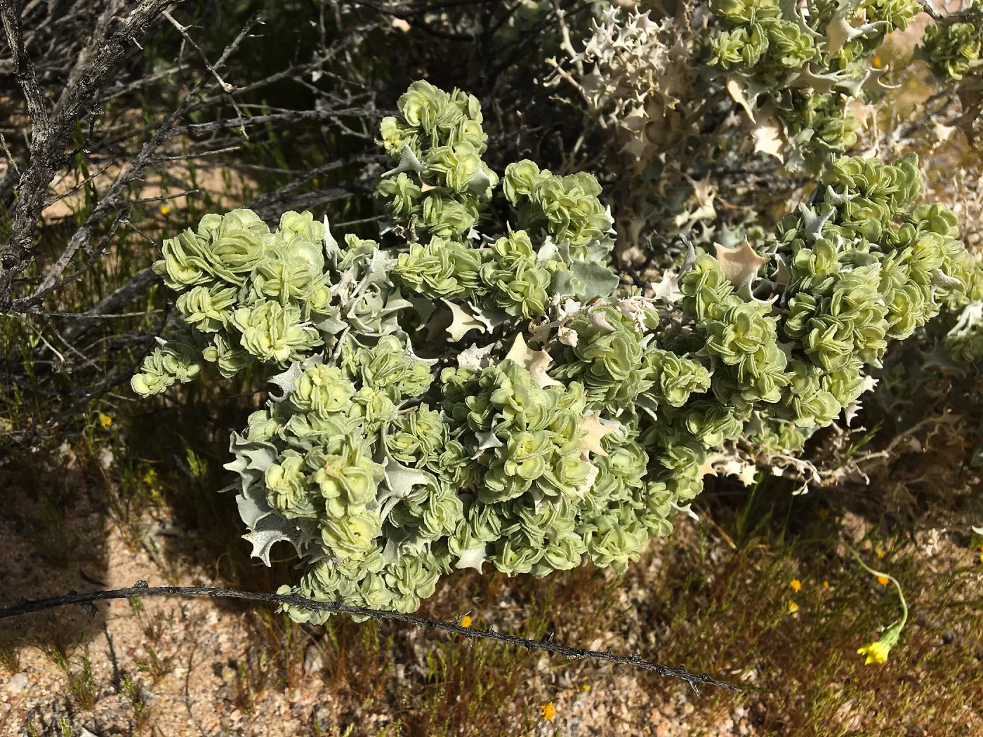 Atriplex hymenelytra, Red Rock Canyon, Kern county