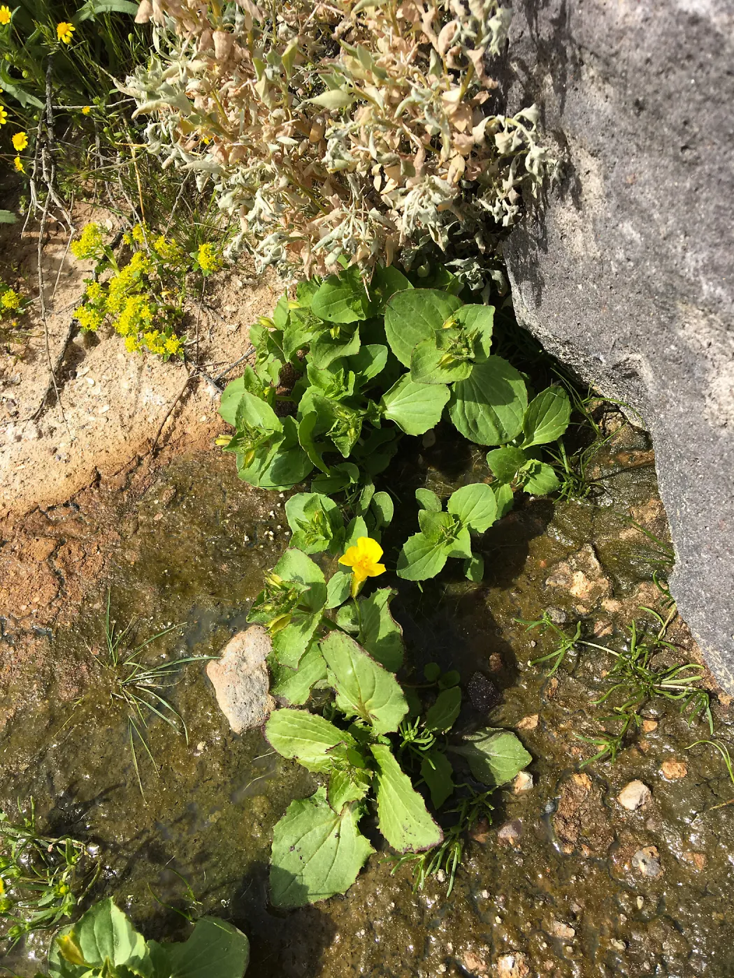 Erythranthe guttata, Red Rock Canyon, Kern county
