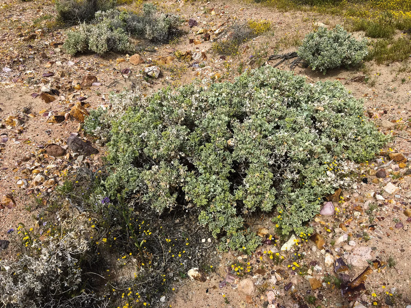 Atriplex hymenelytra, Red Rock Canyon, Kern county