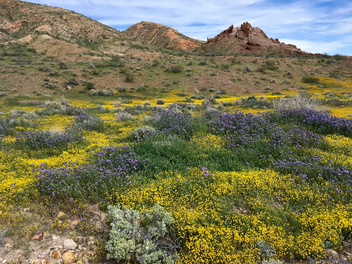 Lasthenia & Phacelia on bajada at Red Rock Canyon, Kern county