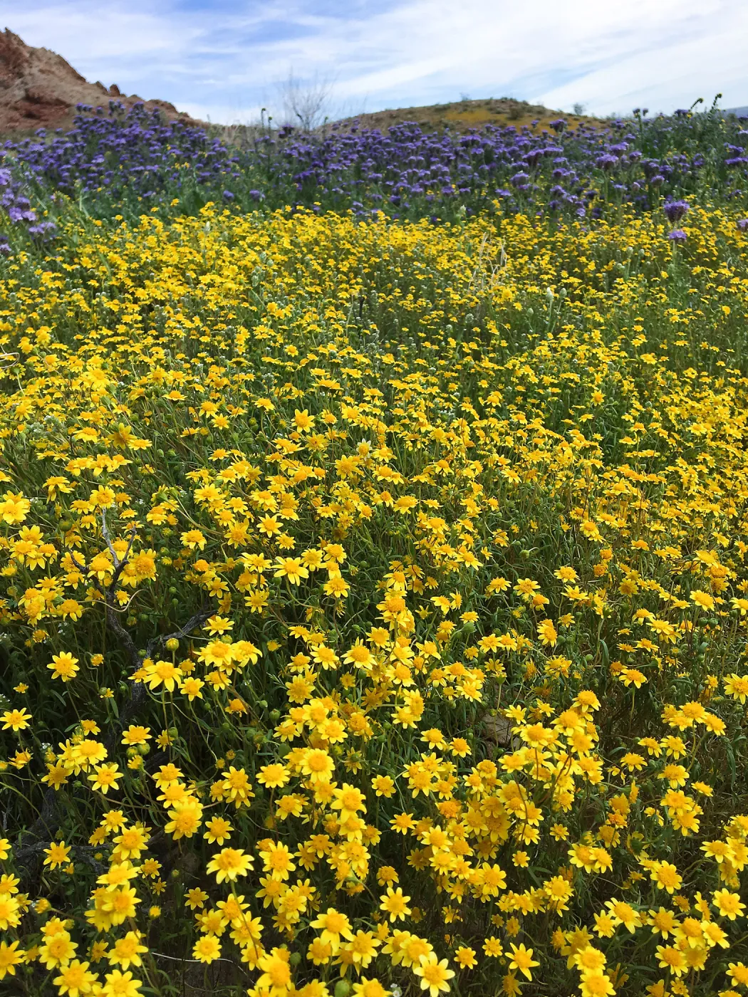 Lasthenia & Phacelia at Red Rock Canyon, Kern county