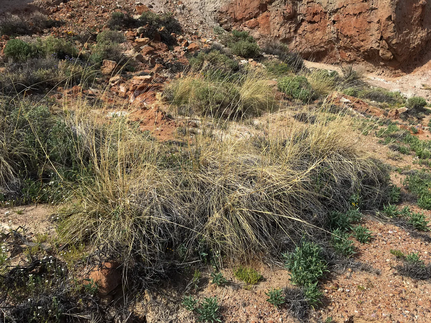 Sporobolus airoides, Red Rock Canyon, Kern county