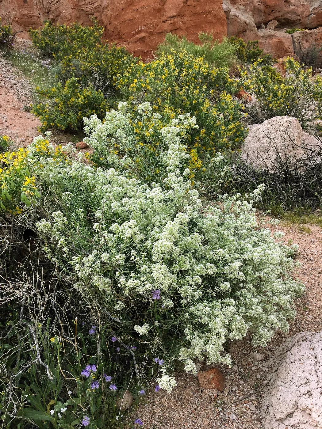 Lepidium fremontii, Red Rock Canyon, Kern county