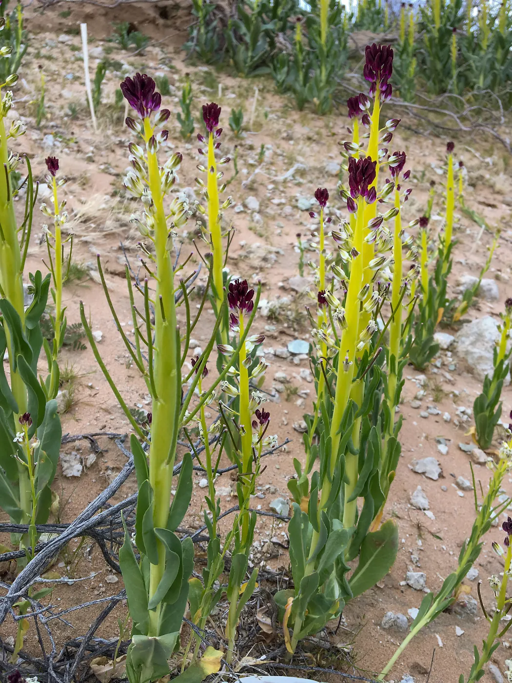 Caulanthus, Jawbone Canyon, Kern County