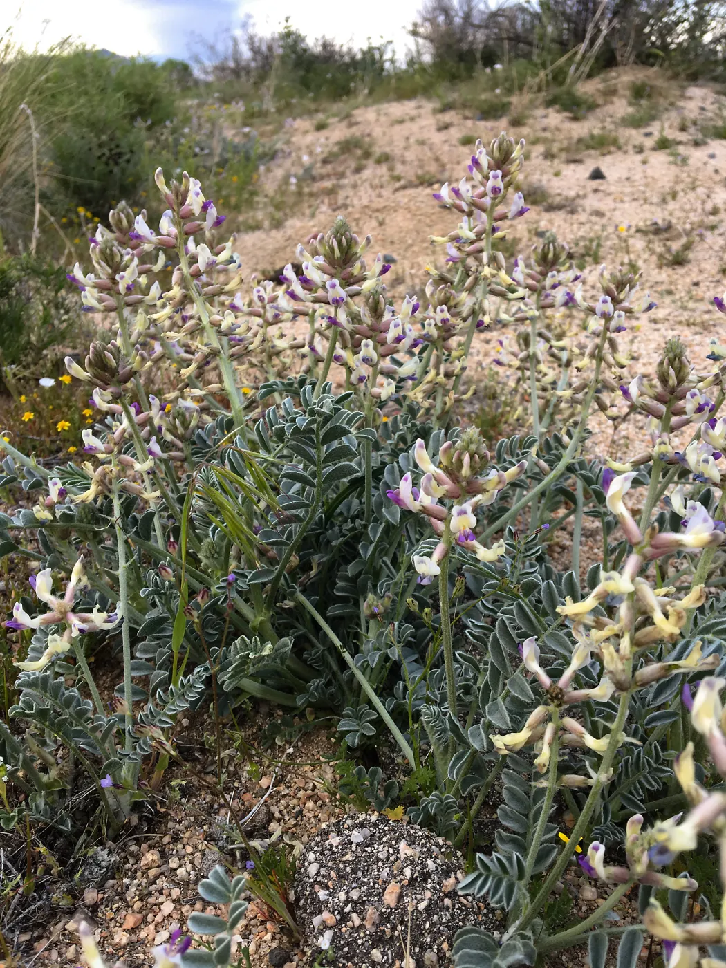 Astragalus, Jawbone Canyon, Kern County