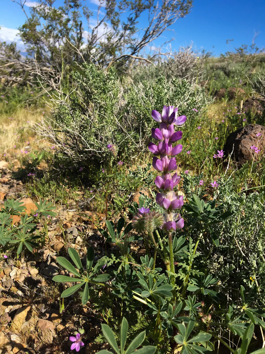 Abundant Dichelostemma capitatum in vicinity of Sheep Spring, south of Ridgecrest CA (lupine)