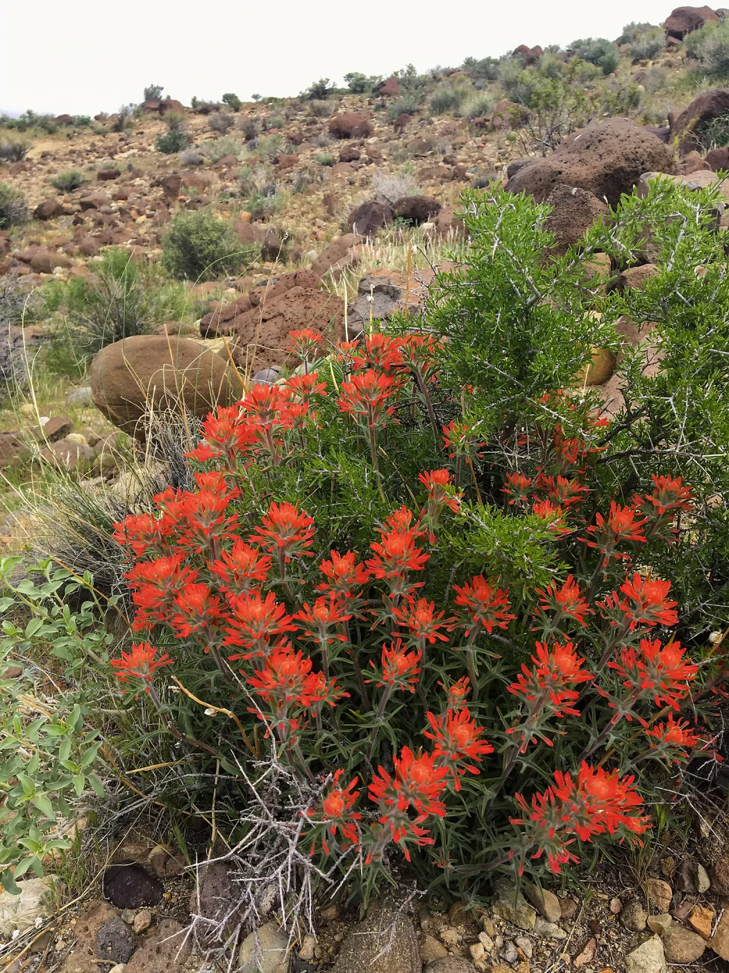 Castilleja in vicinity of Sheep Spring, south of Ridgecrest CA