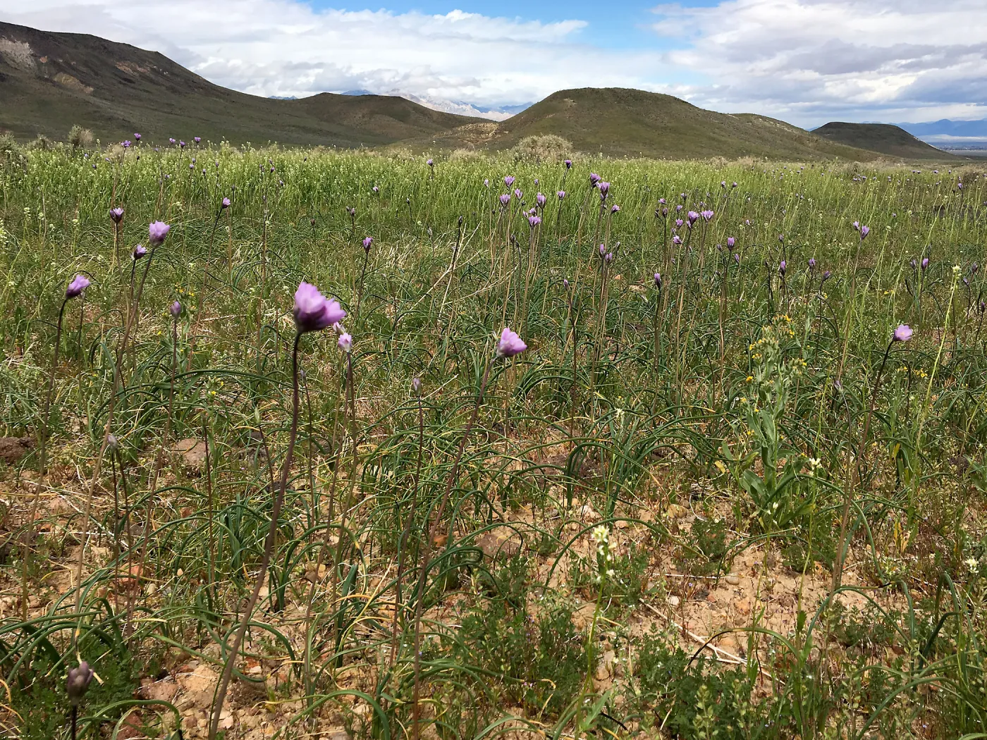 Abundant Dichelostemma capitatum in vicinity of Sheep Spring, south of Ridgecrest CA