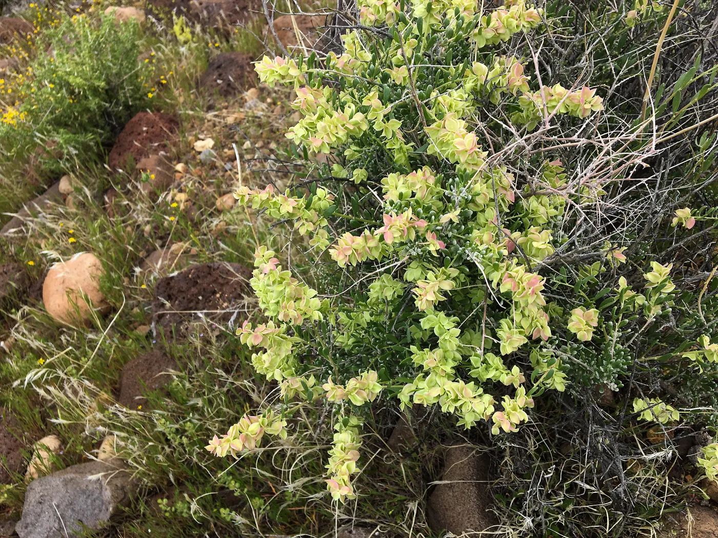 Atriplex canescens in vicinity of Sheep Spring, south of Ridgecrest CA