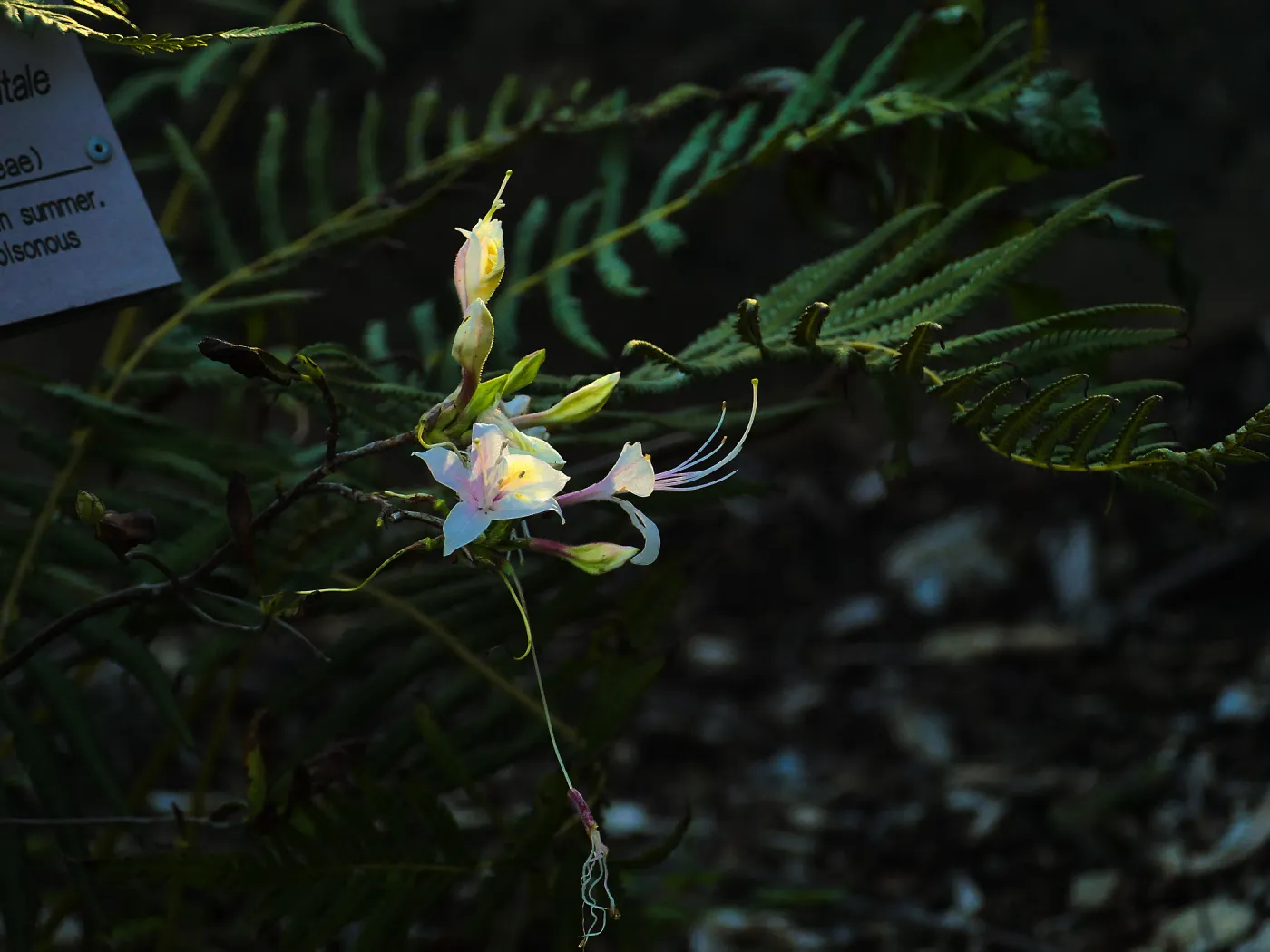 Western Azalea