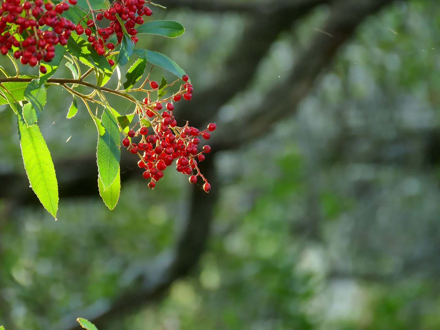 Toyon Berries
