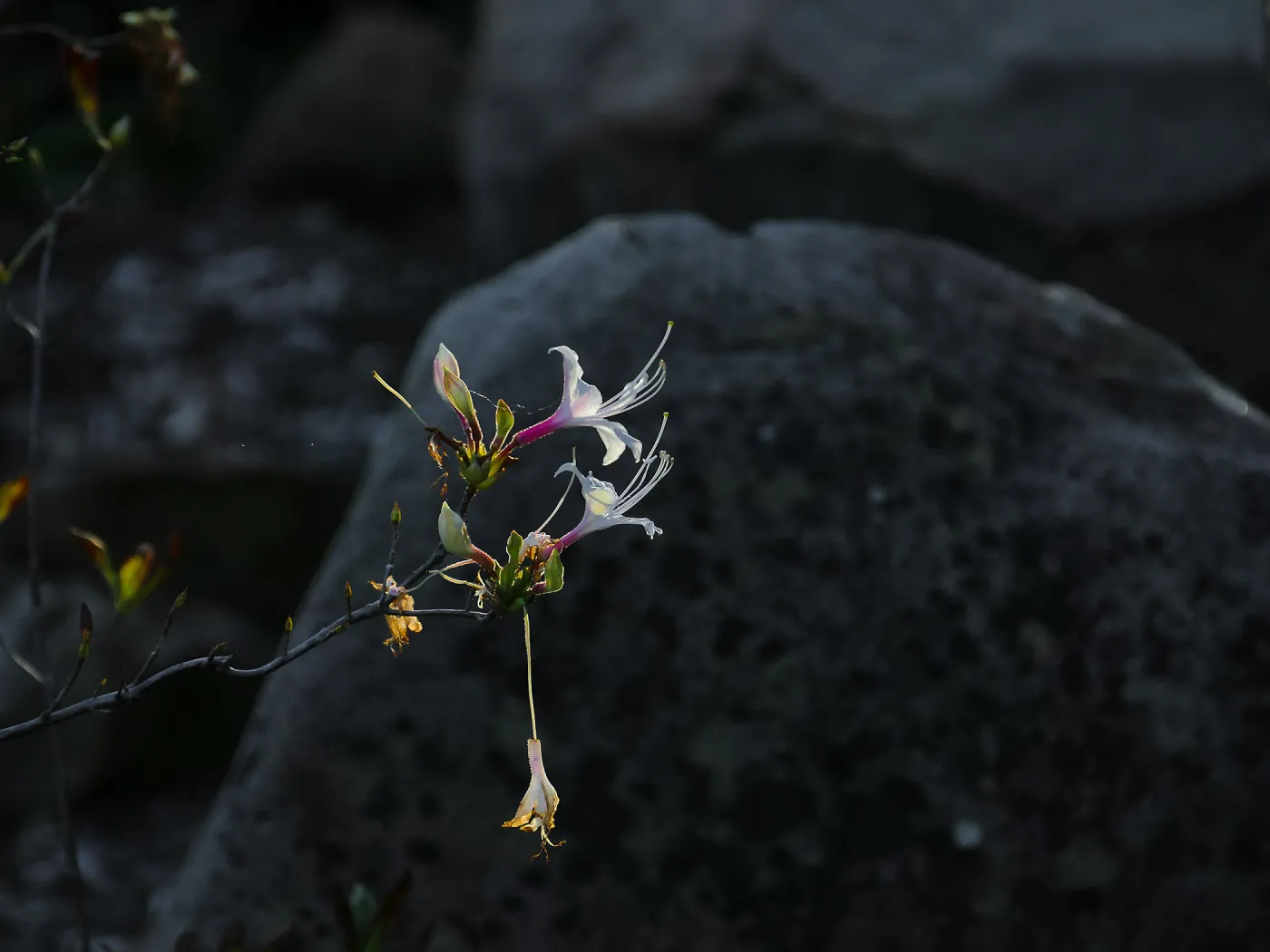 Western Azalea