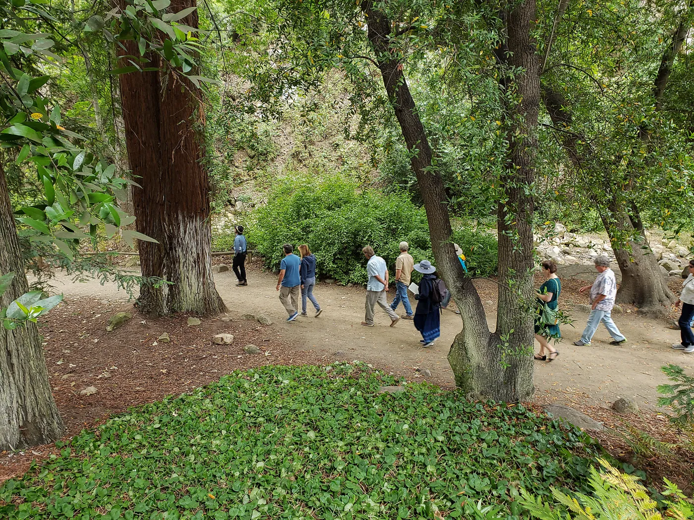 Greet the Day Stroll in the Redwood Section