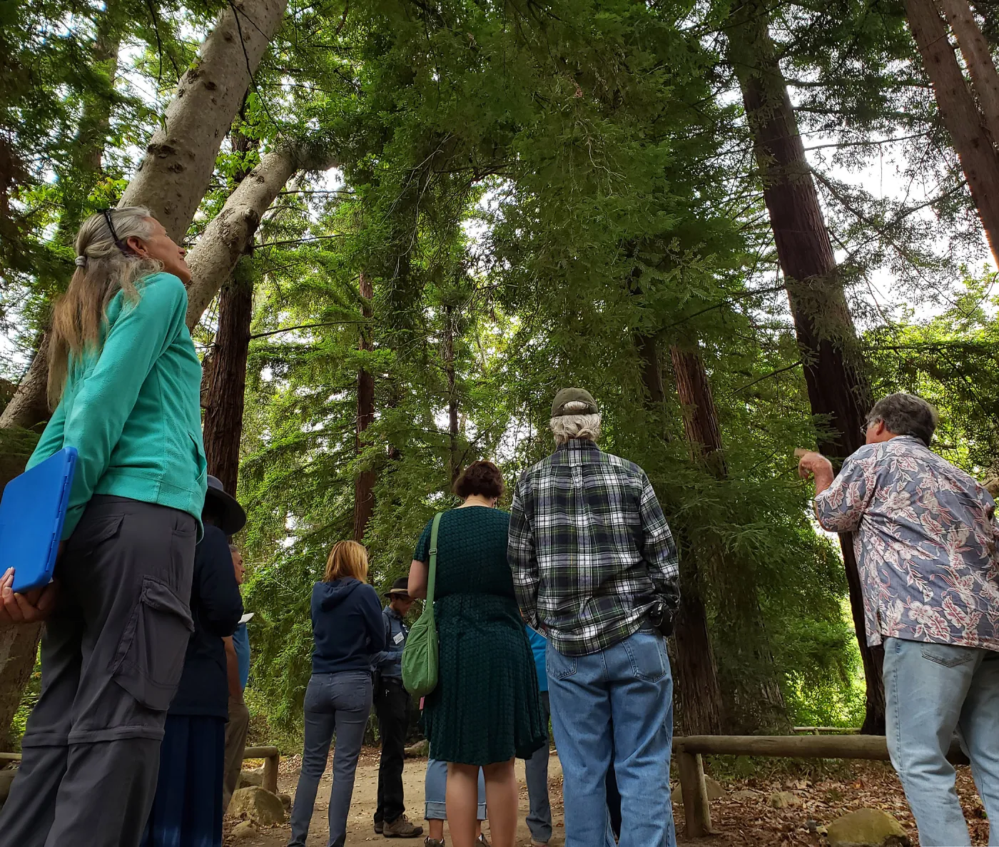 Greet the Day Stroll in the Redwood Section