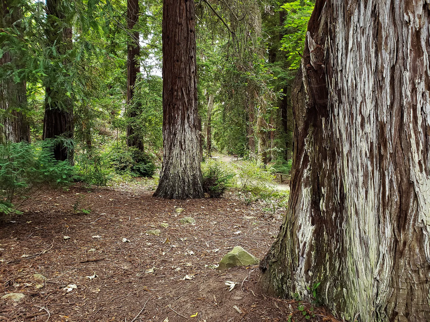 Redwood Section (Coast Redwood)