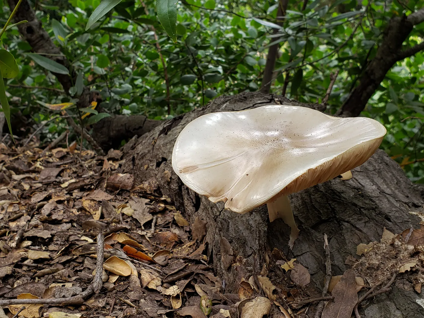 Mushroom in the Canyon