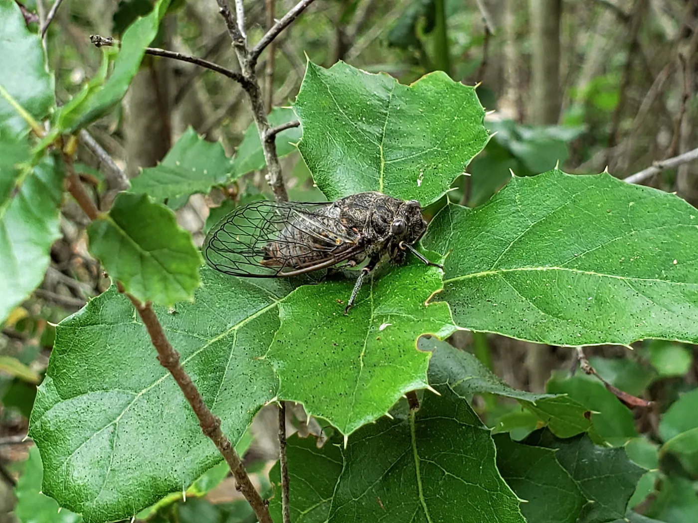 Cicada