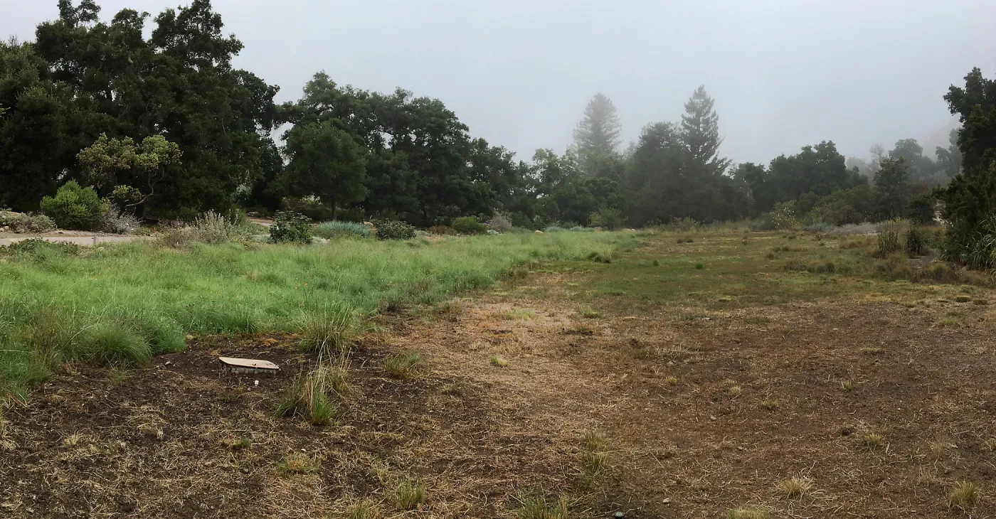 Meadow on a foggy morning
