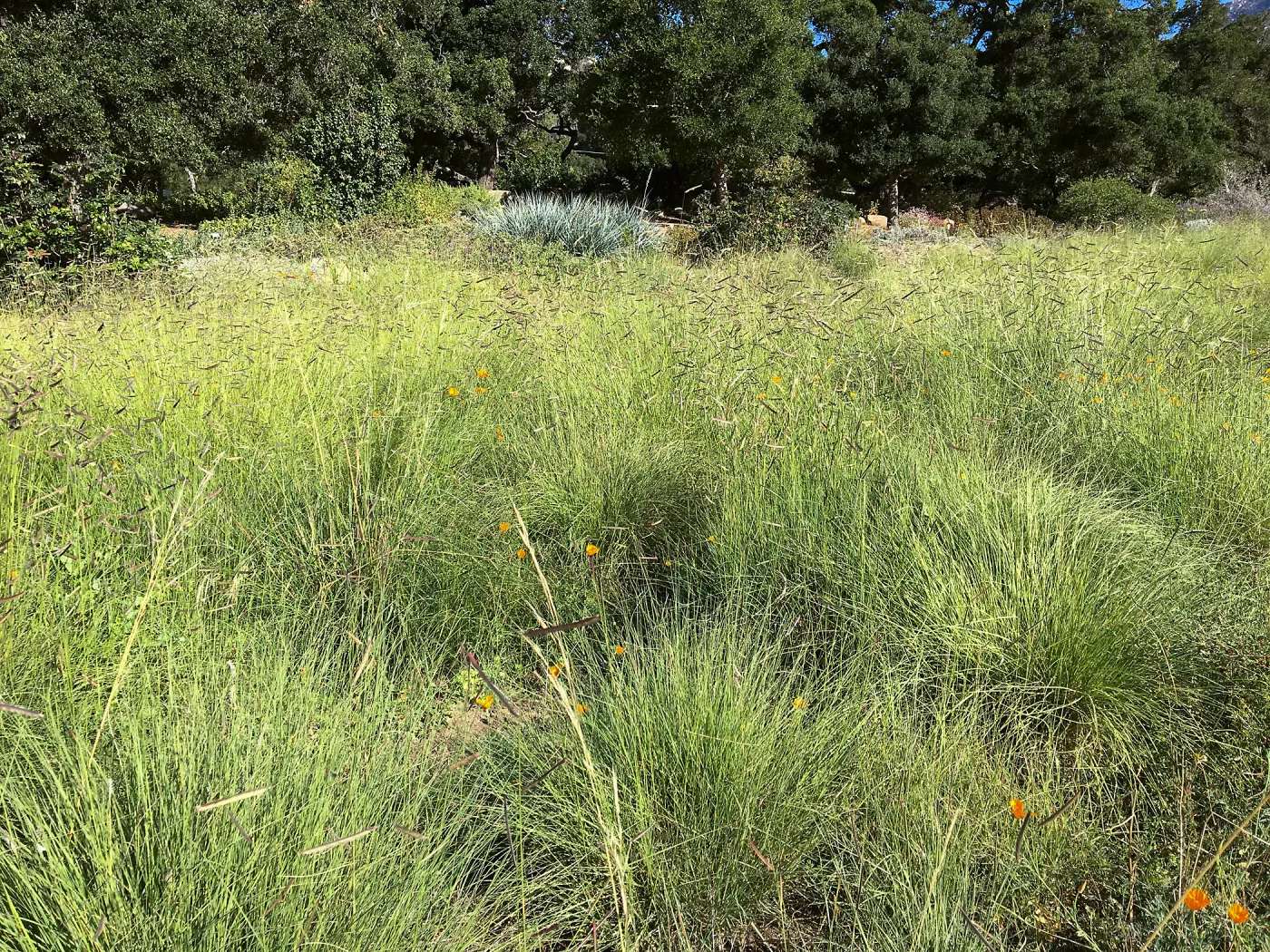 Meadow