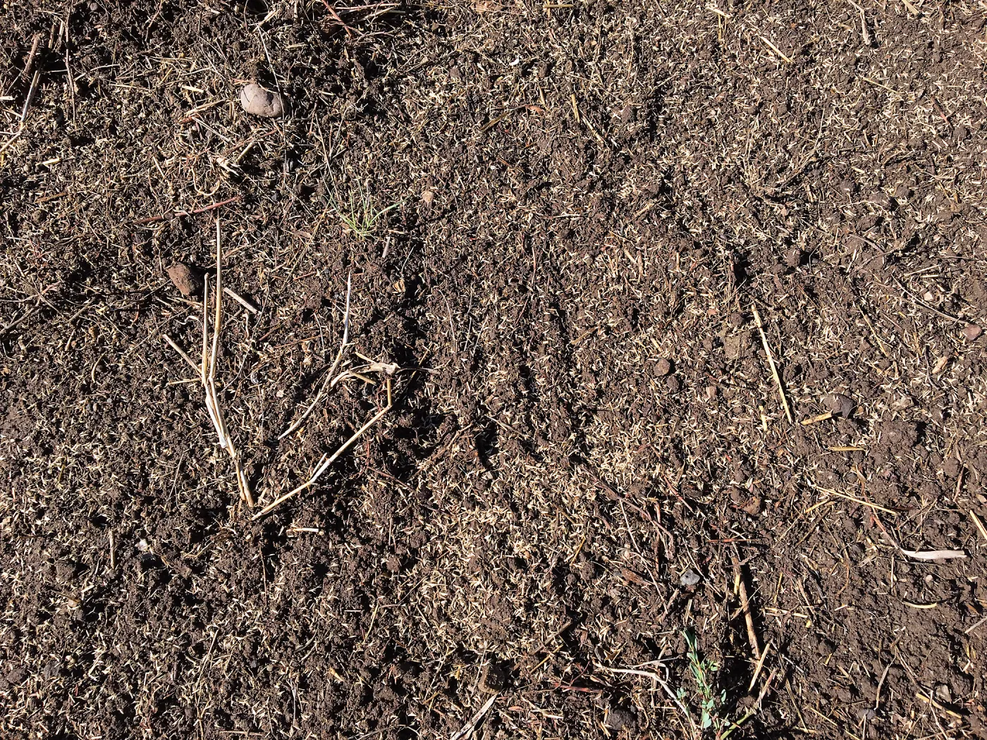 Seed sown in Meadow