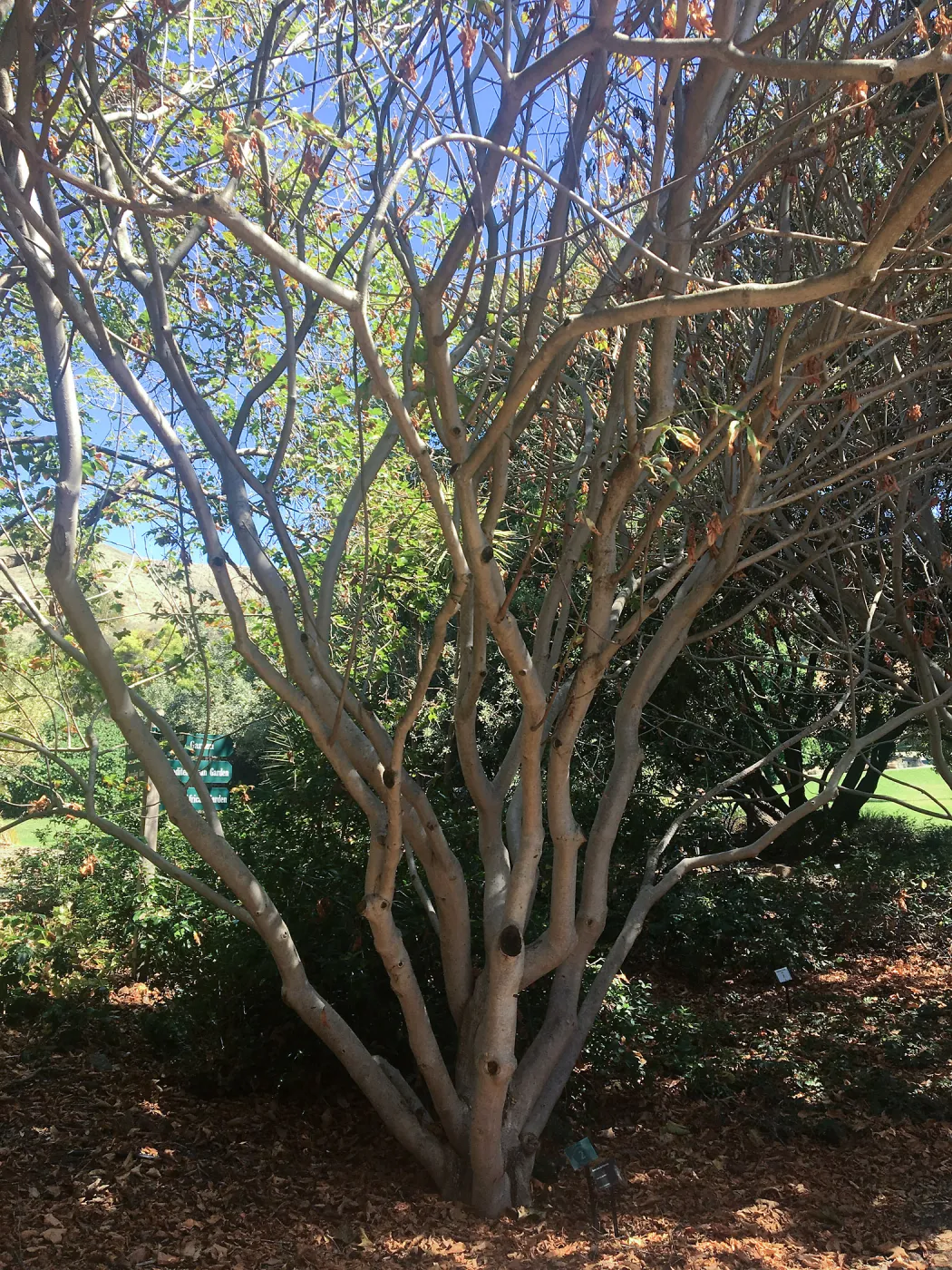 Aesculus californica at Leaning Pine Arboretum, Cal Poly San Luis Obispo