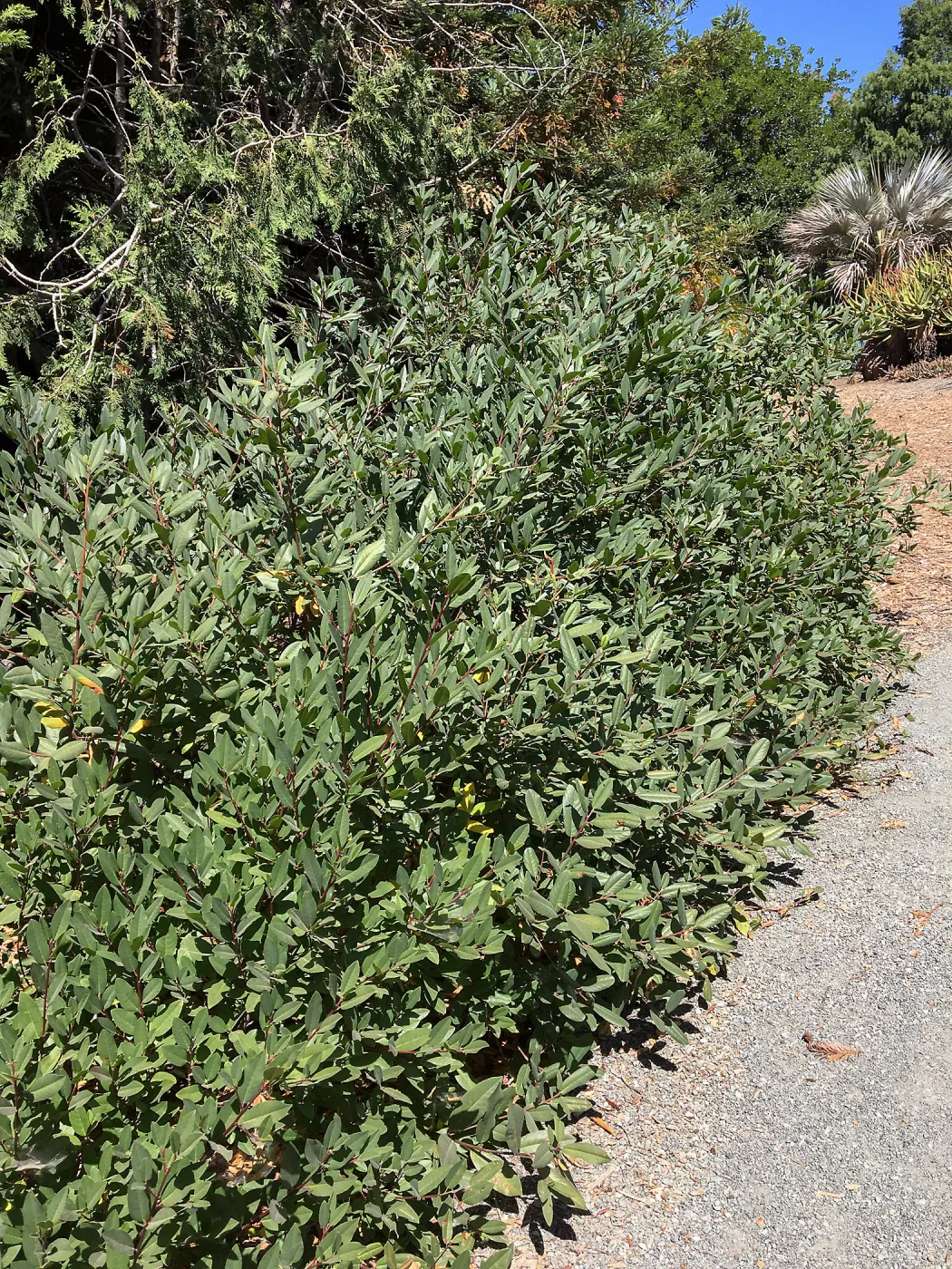 Frangula californica at Leaning Pine Arboretum, Cal Poly San Luis Obispo