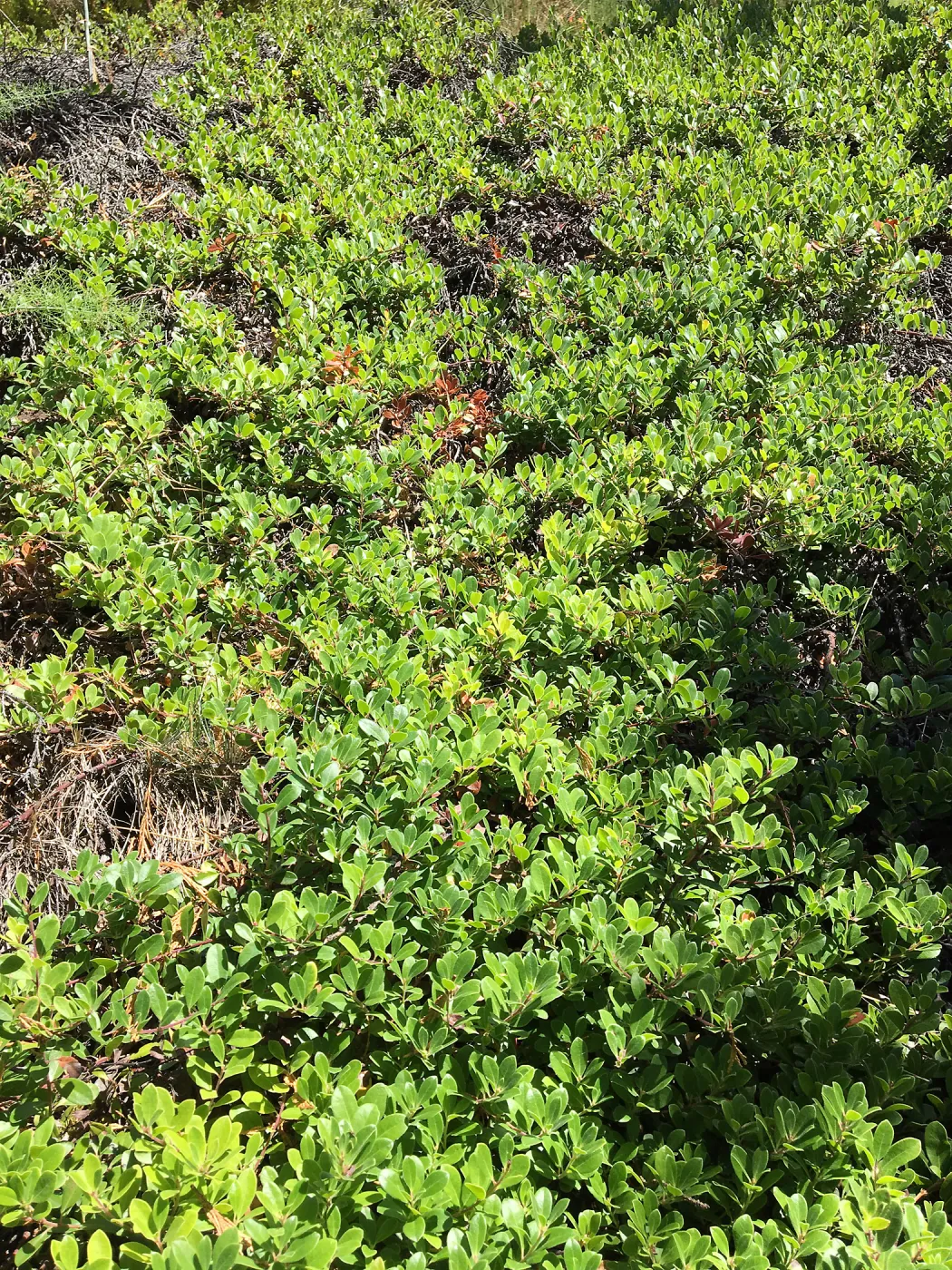 Leaning Pine Arboretum, Cal Poly San Luis Obispo, Arctostaphylos Green Supreme