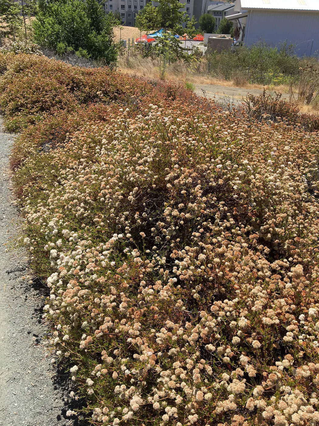 Eriogonum fasciculatum at Leaning Pine Arboretum, Cal Poly San Luis Obispo