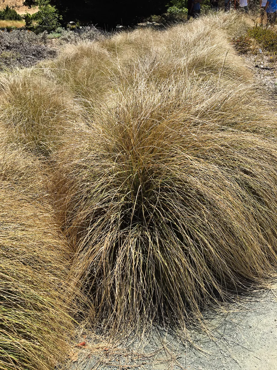 Muhlenbergia rigens at Leaning Pine Arboretum, Cal Poly San Luis Obispo