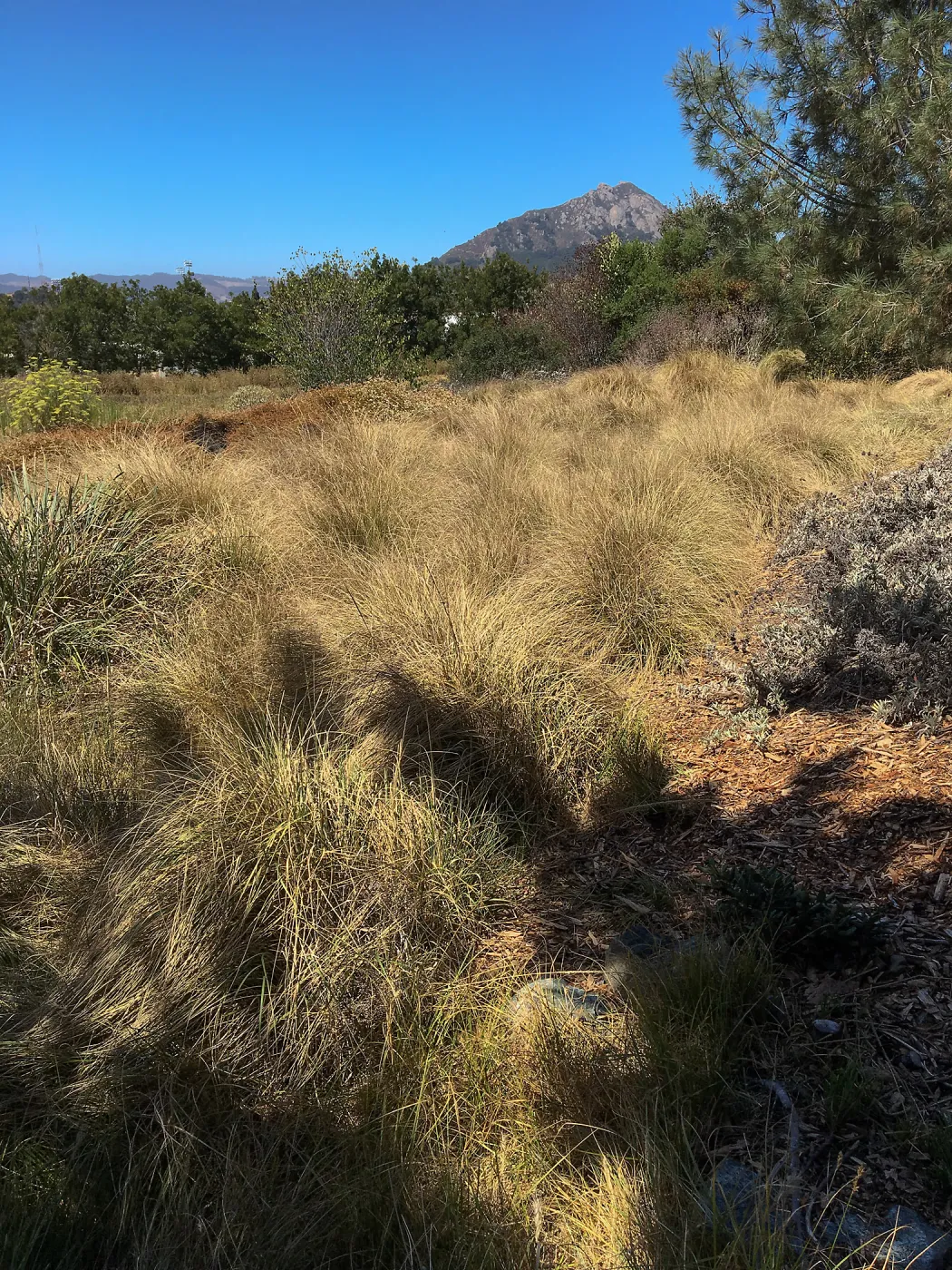 Muhlenbergia rigens at Leaning Pine Arboretum, Cal Poly San Luis Obispo