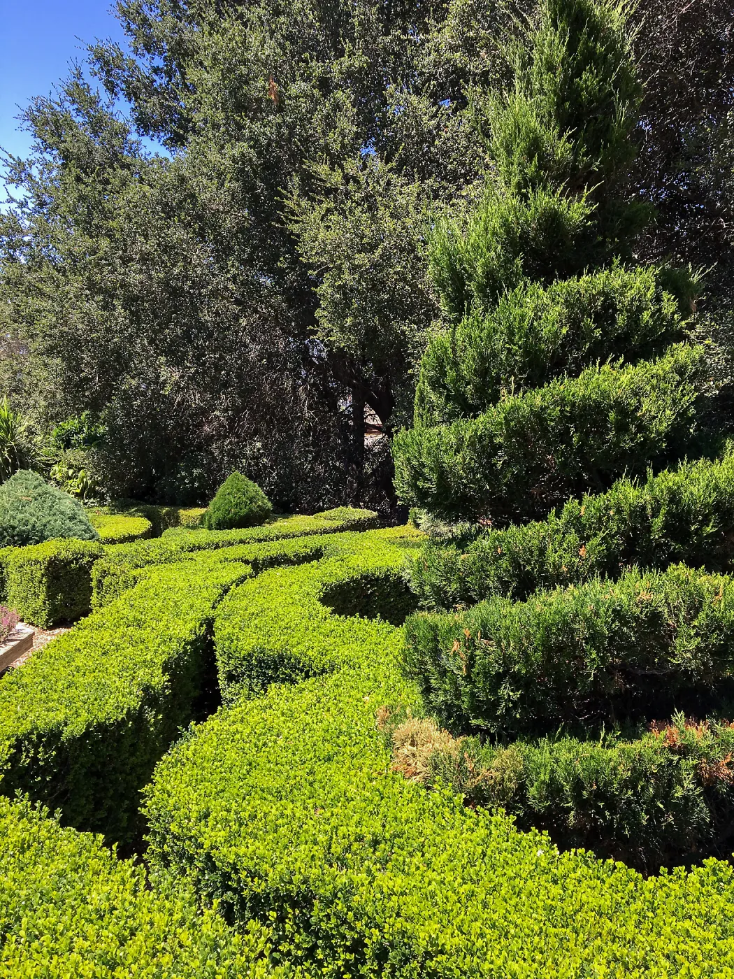 Clipped hedges at Leaning Pine Arboretum, Cal Poly San Luis Obispo