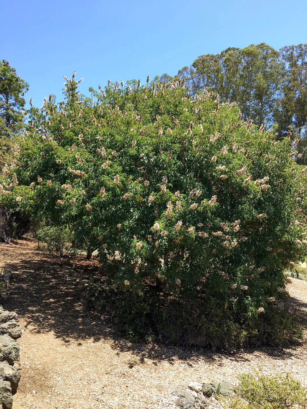 San Luis Obispo Botanic Garden, Aesculus californica